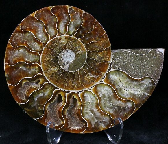 Agatized Ammonite Fossil (Half) #22268